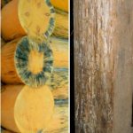 Photo collage of wood damage