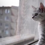 Кот у окна с москитной сеткой