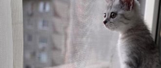 Cat at the window with a mosquito net