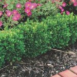 low growing shrubs for borders