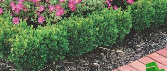 low growing shrubs for borders