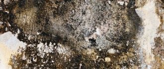 mold on concrete surface